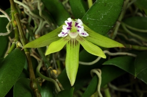 Dendrobium pugioniforme Harry HCC/AOS 79 pts.